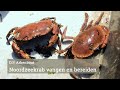 Noordzeekrab vangen en bereiden met D.P.Arkenbout