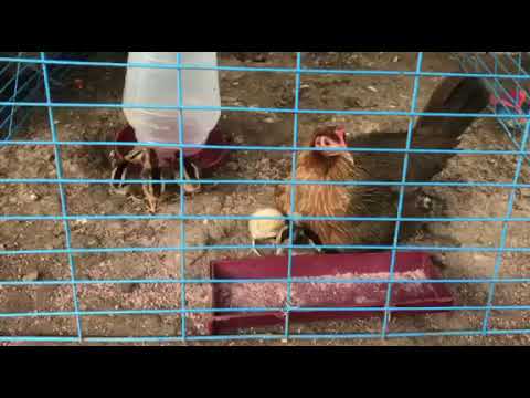 hen hatch 12/16 eggs heavy col givens hatch over lemon first try in AD/CC gamefarm