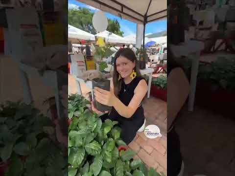 ☕ Quipile se vive y se saborea en cada taza de café.