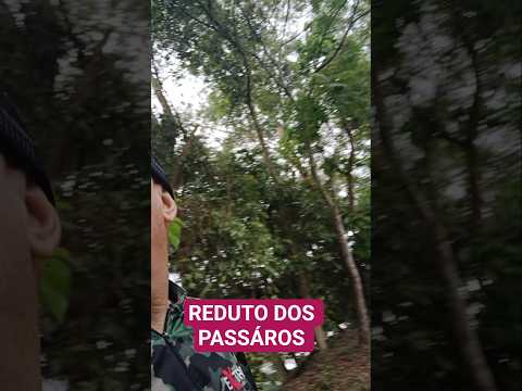 REDUTO DOS PASSÁROS  NESTA FLORESTA EM MINAS  - Canal Bicho Esperto