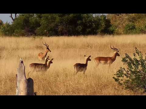 Djuma: Impala ram and his harem of females - 08:30 - 05/154/19
