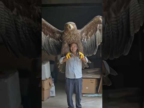 The largest 😱 living eagle 🦅 short video || eagle attack short video #eagle #youtubeshorts #shorts