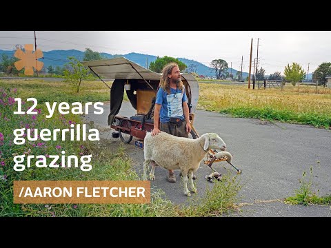 Here's How This Roaming Shepherd Has Made A Living Through Guerrilla Grazing