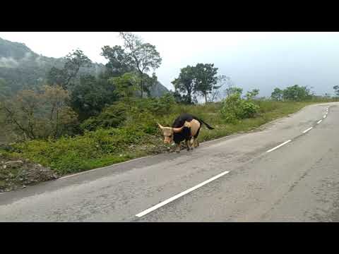 Arunachal state animal mithun