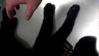 Puppy plays dead at the vet