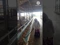 High Tech Dairy Farm (Murrah buffalo)