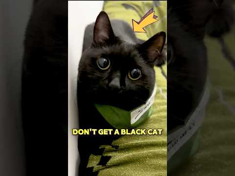 Don’t take black cat for a walk