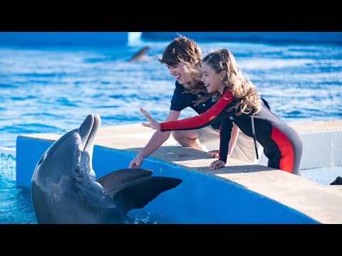 Bernie The Dolphin 2 (2020) - Official Trailer (HD)
