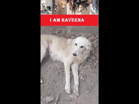 My Cute Dog Family | Raveena | love for dogs | unconditional love || cute dog video #shorts