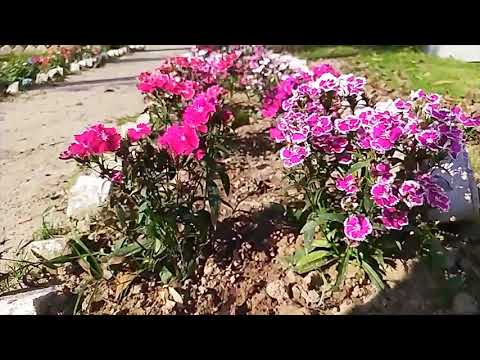 new video 📸📸📸📷 sinary ।2024 । flowers 🌹🌺🌺🌹