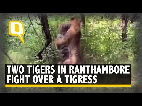 2 Tigers Battle Over a Tigress in Ranthambore Reserve | The Quint