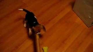 Daisy the Beagle - Playing with Cardboard Tube - Daisythebeagle.blogspot.com
