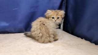 ペルシャの動画01