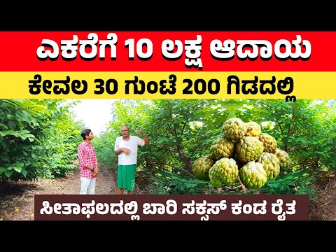 ಕೇವಲ 30 ಗುಂಟೆಯಲ್ಲಿ 10 ಲಕ್ಷ ಆದಾಯ | Custard apple farming in Karnataka | Best Agricultural videos|PHVK