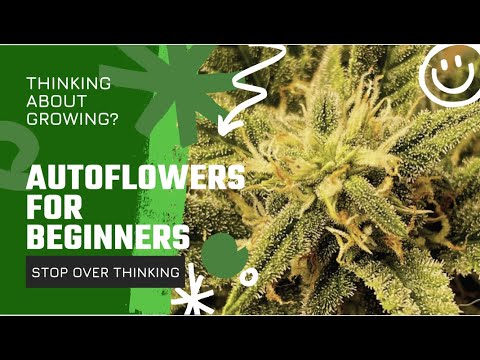 How To Grow Autoflower - Beginners Guide Just Get Started, Stop Over Thinking It !