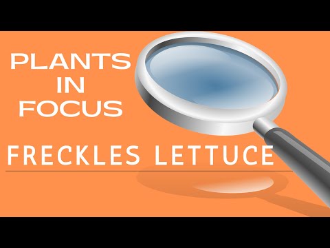 , title : 'Plants In Focus: Freckles Lettuce'