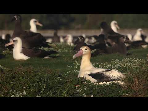 Albatros svetlochrbty (Phoebastria albatrus) — pár s mláďaťom na Midway Atoll