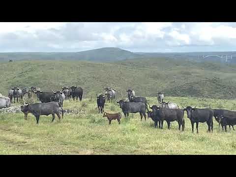LOTE DE CUBRICIÓN DEL AÑO 2020 DEL TORO DE LIDIA INDULTADO MILHIJAS