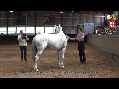 230424 20 Guizo J F - Aprovação de Garanhões