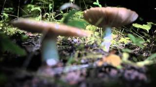 Donna Regina - Carlos