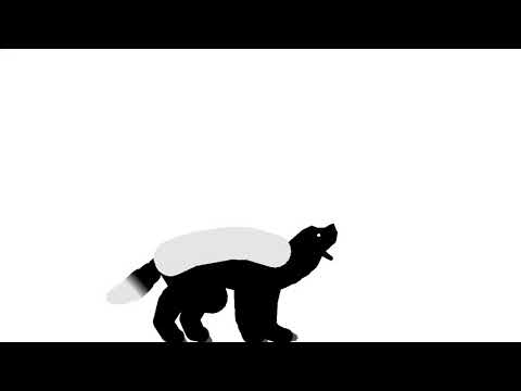 HONEY BADGER VS LEOPARD