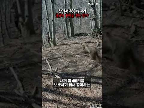 Man attacked by 480kg bear in the mountains [SHORTS]