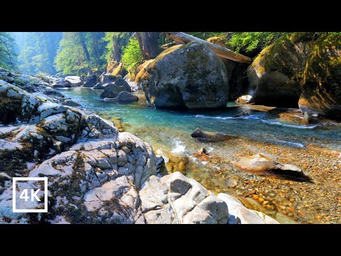 4K Forest River Sunrise | Mount Rainier National Park | Relaxing Nature Sounds for Sleep & Study