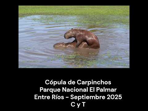 Cópula de Carpinchos. #capibaras #naturaleza #carpinchos #momentos extremos
