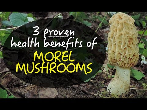 , title : '3 Proven Health Benefits Of Morel Mushrooms'