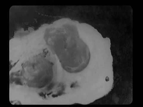 Lumière and Company - Abbas Kiarostami