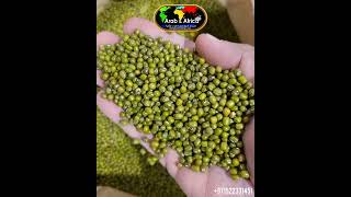 Download lagu Green Moong Dal. Mung beans. Green gram, Maash ٫ Mung, Monggo. Green Mung Dal. Green Moong Dal. Dal. mp3 Download lagu Green Moong Dal. Mung beans. Green gram, Maash ٫ Mung, Monggo. Green Mung Dal. Green Moong Dal. Dal. mp3