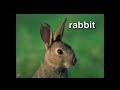 Baby Dolittle Neighborhood Animals In The Reversed Order Of The Alphabet