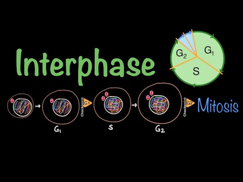 Eukaryotic Cell Cycle: Interphase