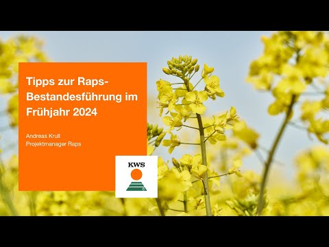 Tipps zur Raps-Bestandesführung im Frühjahr 2024 I Andreas Krull