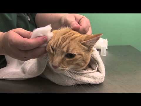 How to clean a cats ears - YouTube