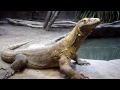 Komodo Dragon Sunbathing at Woodland Park ...