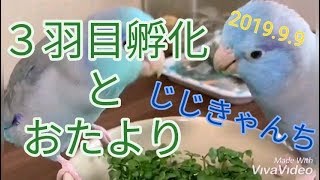 孵化したので報告🐣