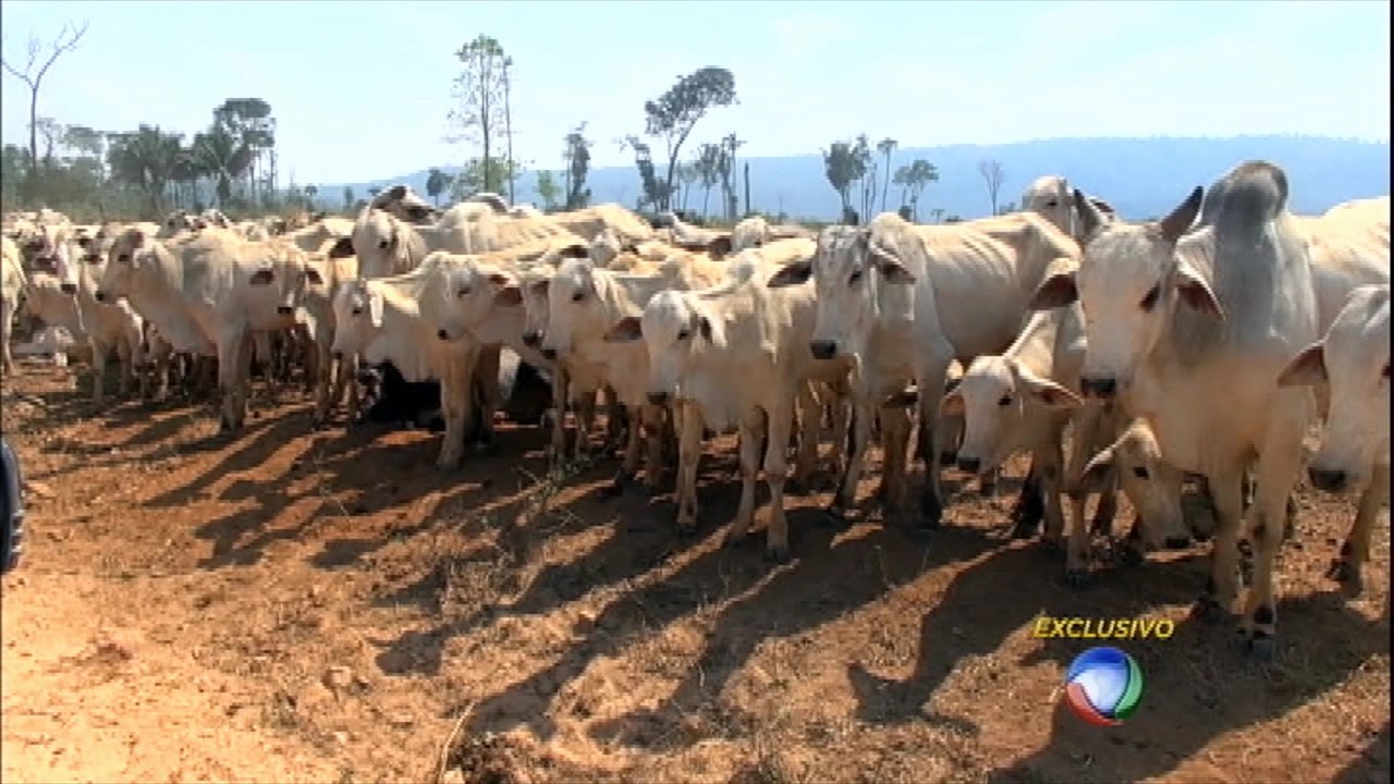 Série JR: quase metade da carne produzida no Brasil sai da Amazônia