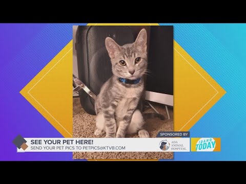 Pet Pics: Marcus likes to go camping and play fetch. Isn't he a cat? - YouTube