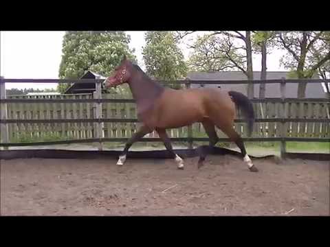 Quantina po Quite Rubin /Quidams Rubin m. Eiger  ,geb. 2011r I -for sale