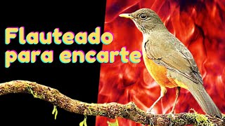 SABI LARANJEIRA CANTO FLAUTEADO  TIMO PARA  ENSINAR FILHOTES