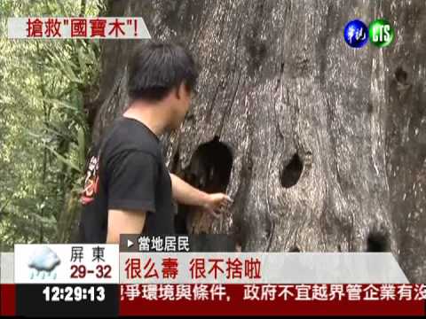 山老鼠流竄南投 盜伐千年神木
