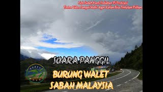 Download lagu SUARA PANGGIL BURUNG WALET‼️ SABAH MALAYSIA ‼️SUARA PANGGIL KHAS MALAYSIA mp3