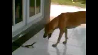 preview picture of video 'Pertarungan Sengit Baby Biawak VS Anjing (bY. daffit)'