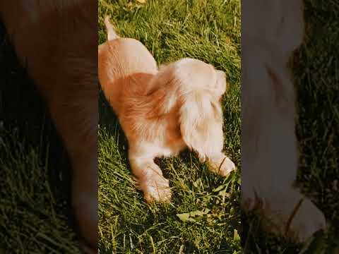 Dachshund puppy for sale