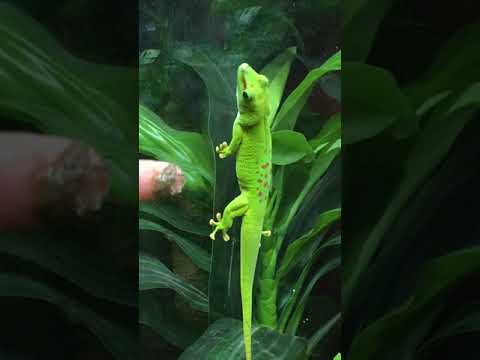 Le chant du gecko de Madagascar !