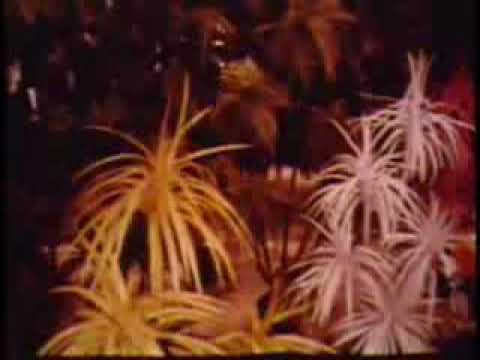 Plastics (1972) [dir. Terry Sanders, music by Carl Stone]