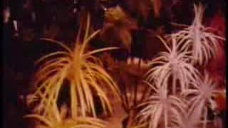 Plastics (1972) [dir. Terry Sanders, music by Carl Stone]