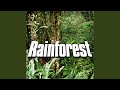 Rainforest Rainshower and Wildlife