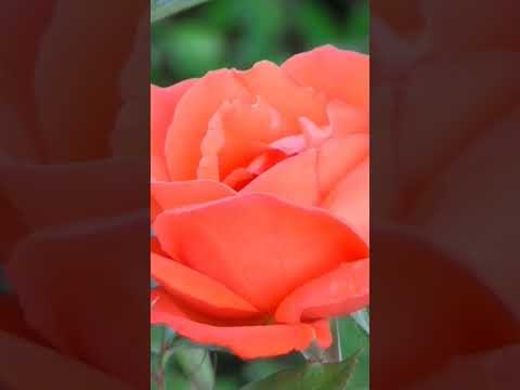 #Chiranjeev Vlog#Youtube#Shorts#2025#